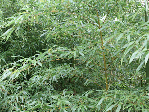 Phyllostachys bambusoides