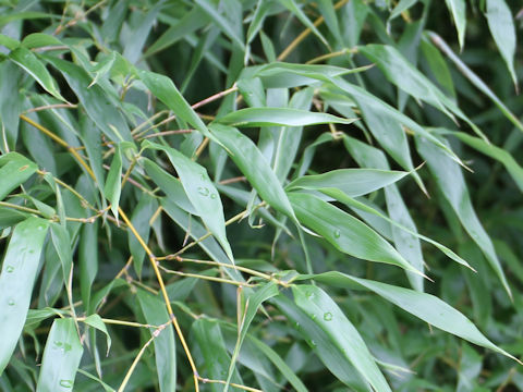 Phyllostachys bambusoides