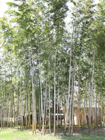 Phyllostachys bambusoides