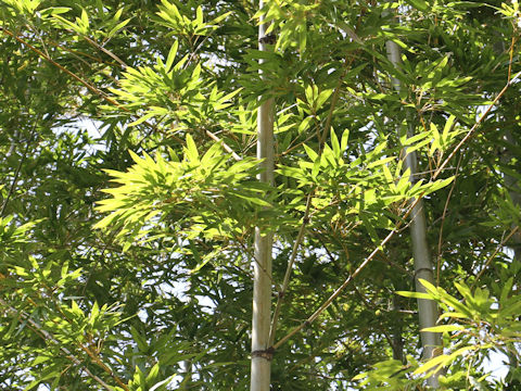 Phyllostachys bambusoides