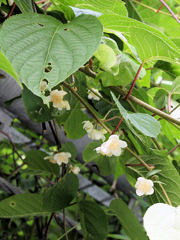 Actinidia polygama