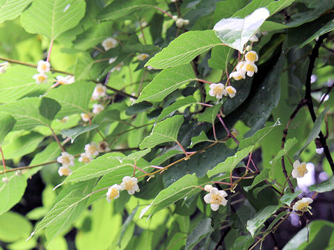 Actinidia polygama