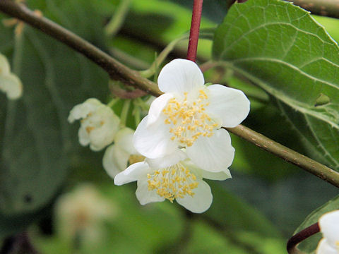 Actinidia polygama