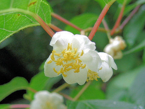 Actinidia polygama