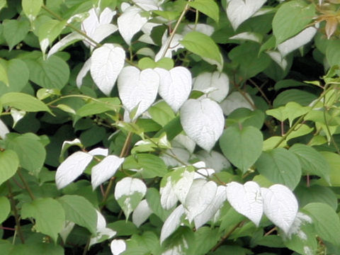 Actinidia polygama