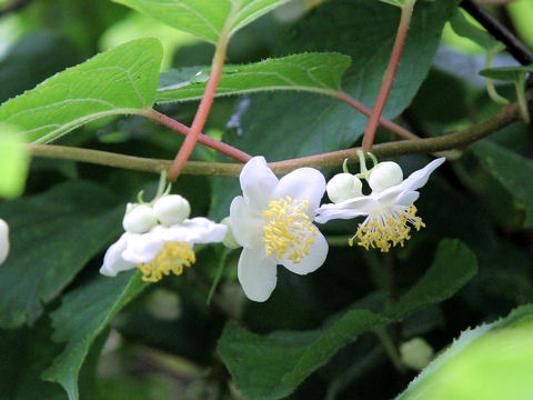 Actinidia polygama