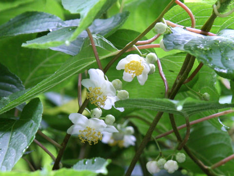 Actinidia polygama