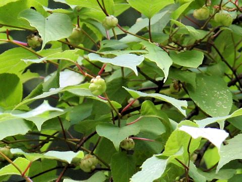 Actinidia polygama