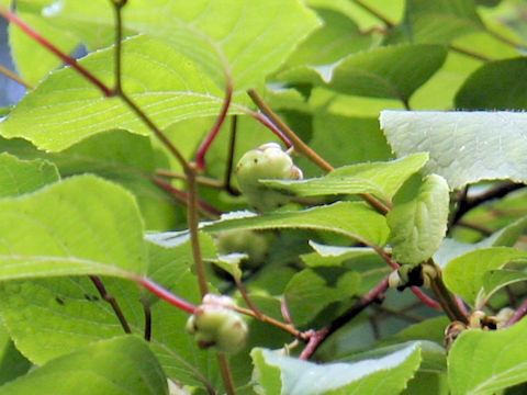 Actinidia polygama