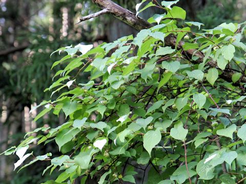 Actinidia polygama