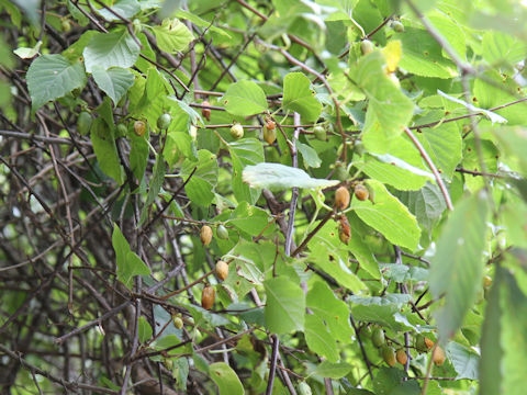 Actinidia polygama