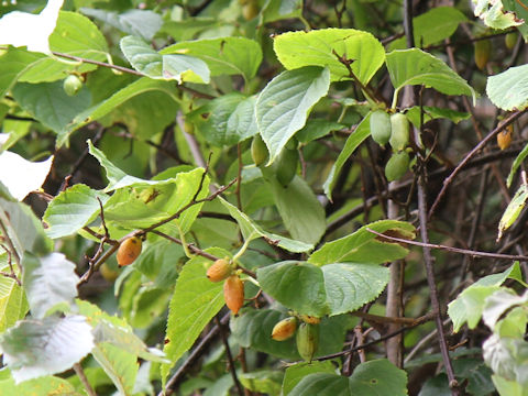 Actinidia polygama