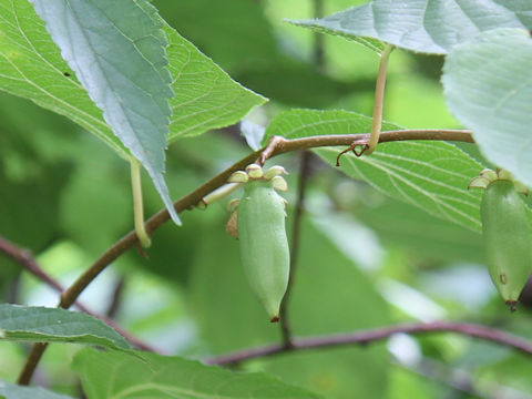 Actinidia polygama