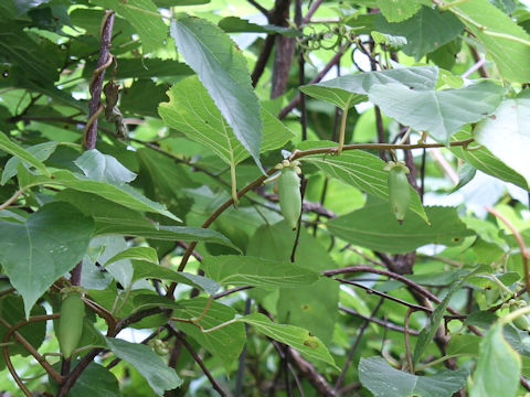 Actinidia polygama