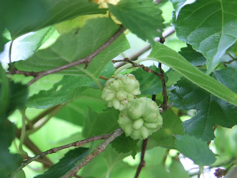 Actinidia polygama