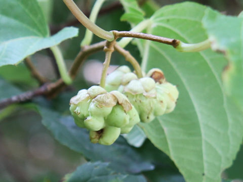 Actinidia polygama