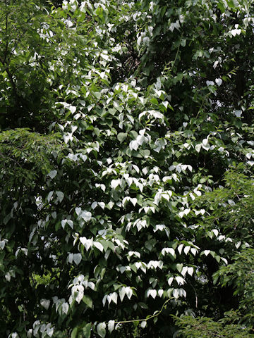 Actinidia polygama