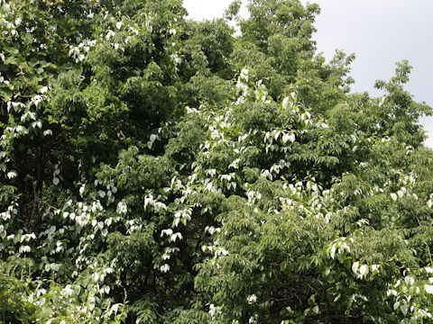 Actinidia polygama