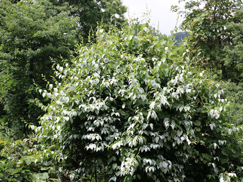 Actinidia polygama