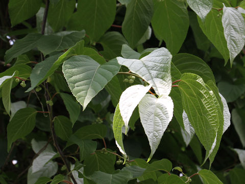 Actinidia polygama