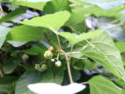 Actinidia polygama