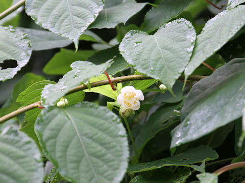 Actinidia polygama