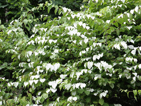 Actinidia polygama