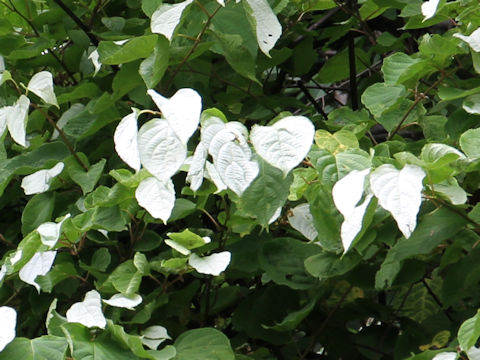 Actinidia polygama