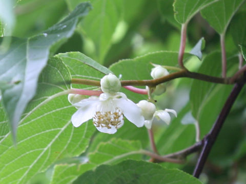 Actinidia polygama