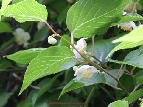 Actinidia polygama