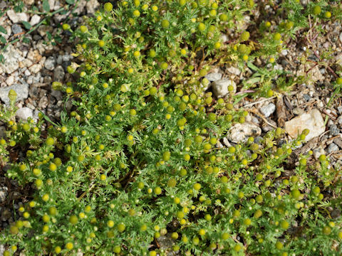 Matricaria discoidea