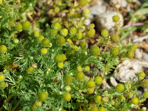 Matricaria discoidea