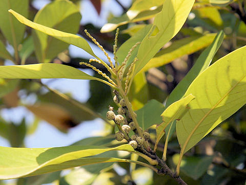 Lithocarpus edulis