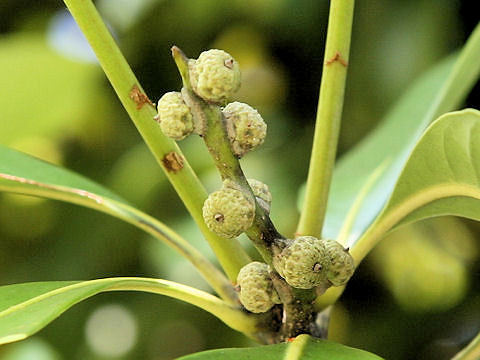 Lithocarpus edulis