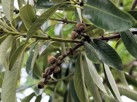 Lithocarpus edulis