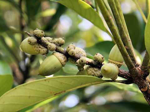 Lithocarpus edulis