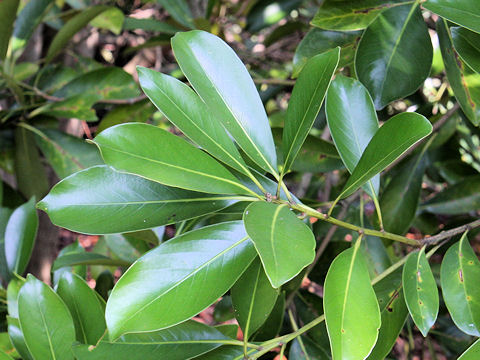 Lithocarpus edulis