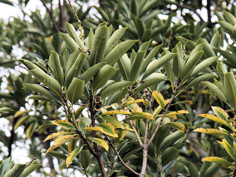 Lithocarpus edulis