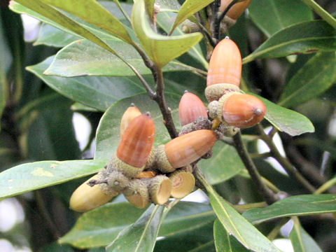 Lithocarpus edulis