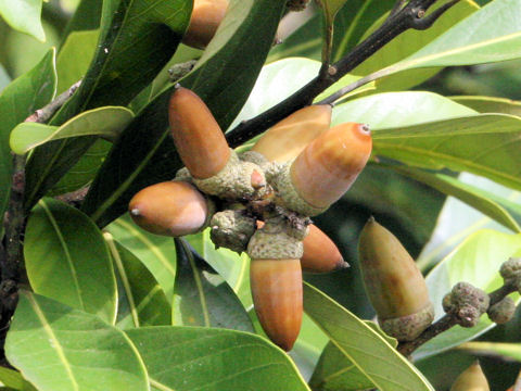 Lithocarpus edulis