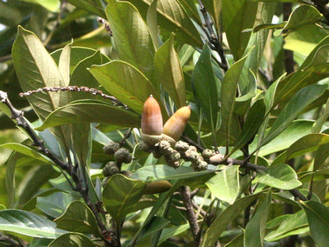 Lithocarpus edulis