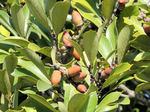 Lithocarpus edulis