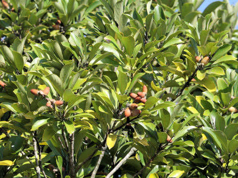 Lithocarpus edulis