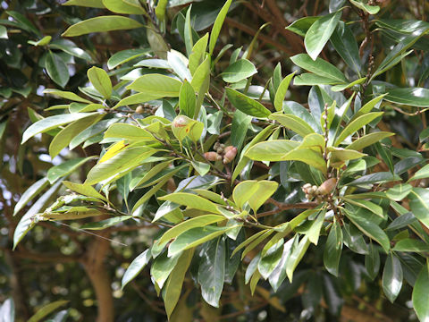 Lithocarpus edulis