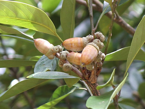 Lithocarpus edulis