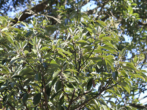 Lithocarpus edulis