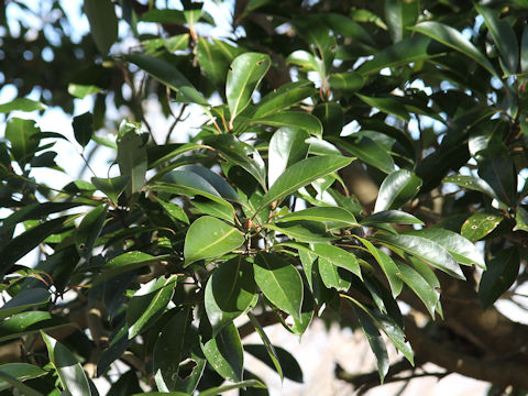 Lithocarpus edulis