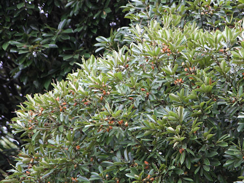 Lithocarpus edulis