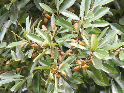 Lithocarpus edulis