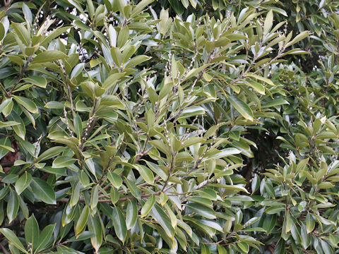 Lithocarpus edulis